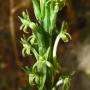 Orchid (Piperia elongata): We found several of these native orchids along the trail. The flower spike grew up to 8" while the whole plant was up to 2' high.